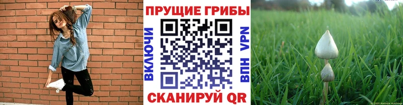 Псилоцибиновые грибы Magic Shrooms  Саранск 